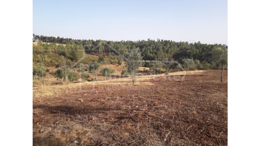 Terreno Agricola ou Rústico para Venda em Benquerenças Foto 10