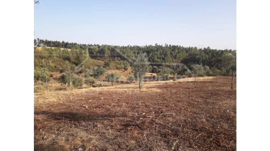 Terreno Agricola ou Rústico para Venda em Benquerenças Foto 11