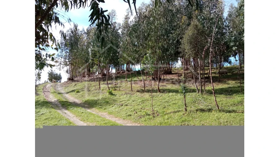 Quinta T1 para Venda em Escalos de Baixo e Mata Foto 13