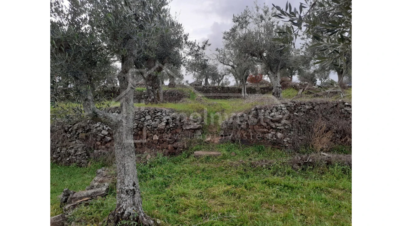 Terreno Agricola ou Rústico para Venda em Ninho do Açor e Sobral do Campo Foto 3