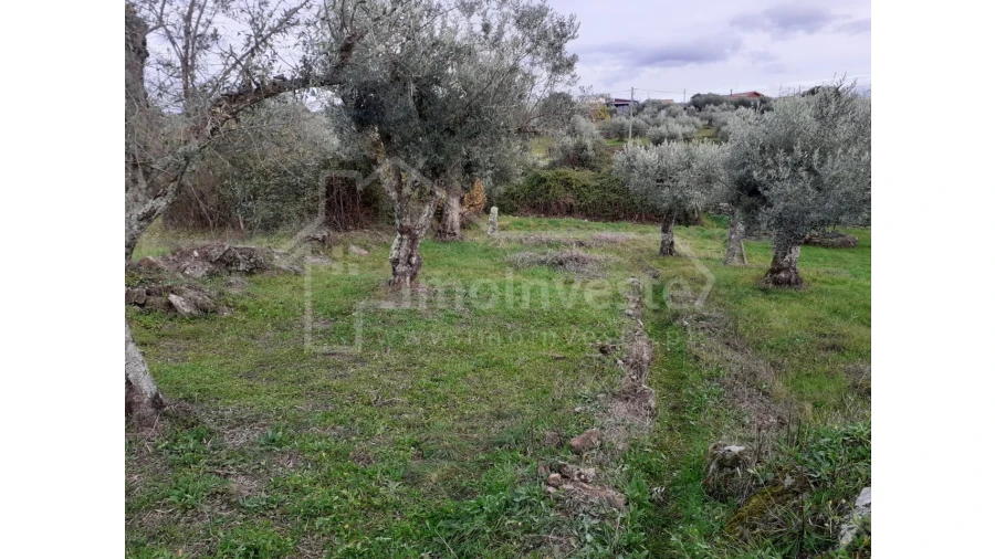 Terreno Agricola ou Rústico para Venda em Ninho do Açor e Sobral do Campo Foto 2