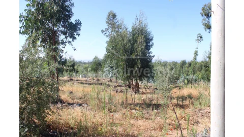 Terreno Agricola ou Rústico para Venda em Alcains