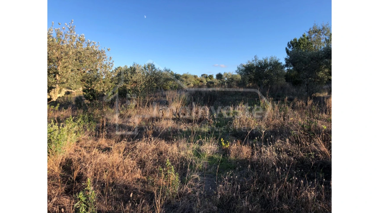 Terreno Agricola ou Rústico para Venda em Ninho do Açor e Sobral do Campo Foto 3