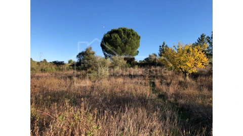 Terreno Agricola ou Rústico para Venda em Ninho do Açor e Sobral do Campo