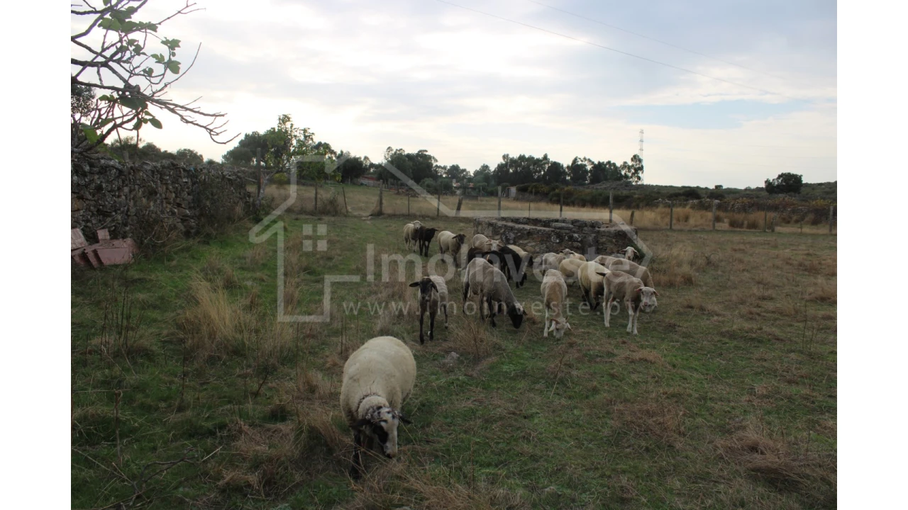 Terreno Agricola ou Rústico para Venda em Alcains Foto 4