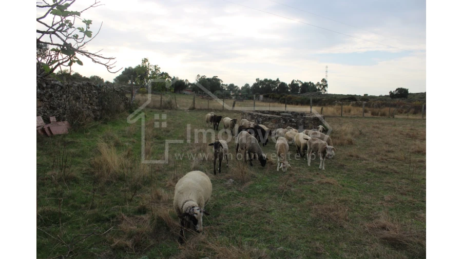 Terreno Agricola ou Rústico para Venda em Alcains Foto 4