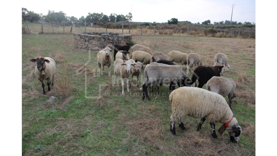 Terreno Agricola ou Rústico para Venda em Alcains Foto 5