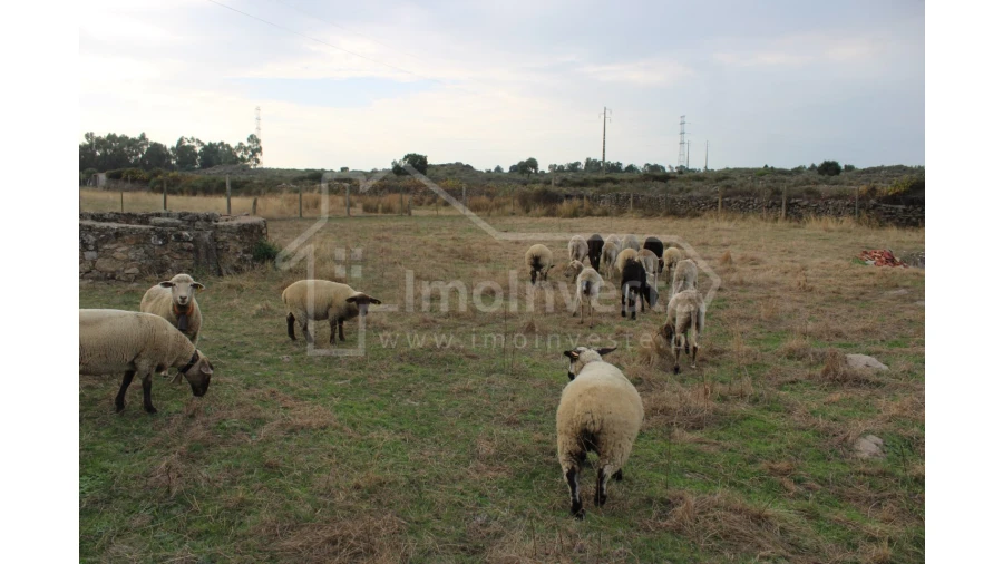 Terreno Agricola ou Rústico para Venda em Alcains Foto 6