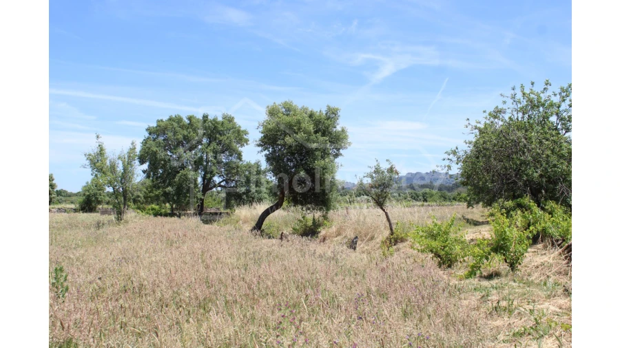 Terreno Agricola ou Rústico para Venda em Monsanto e Idanha-A-Velha Foto 2