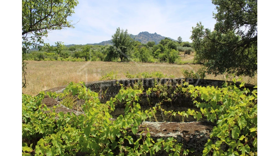 Terreno Agricola ou Rústico para Venda em Monsanto e Idanha-A-Velha