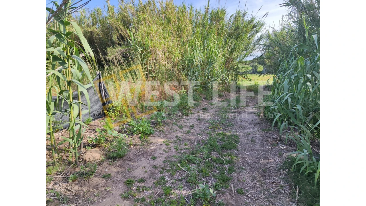 Terreno Agricola ou Rústico para Venda em Silveira Foto 6
