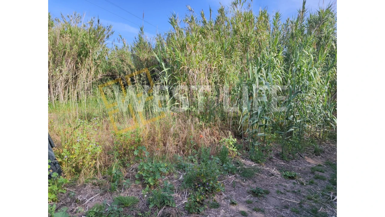 Terreno Agricola ou Rústico para Venda em Silveira Foto 10