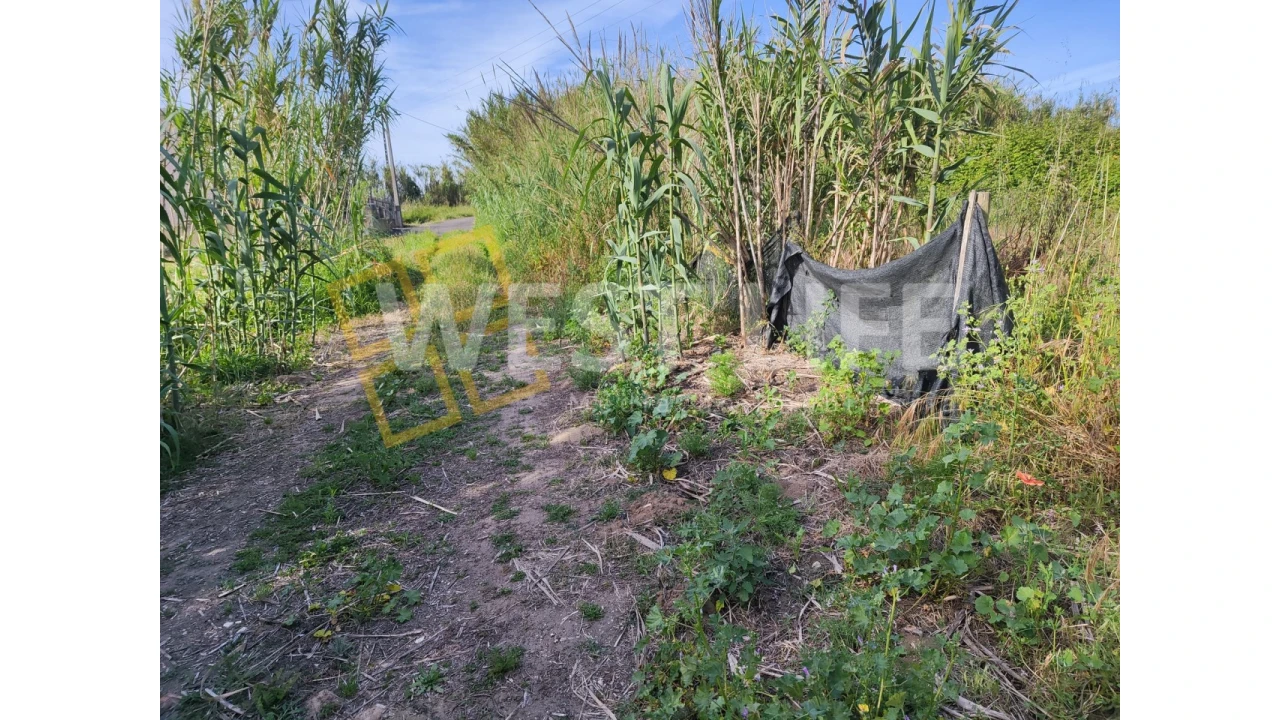 Terreno Agricola ou Rústico para Venda em Silveira Foto 13
