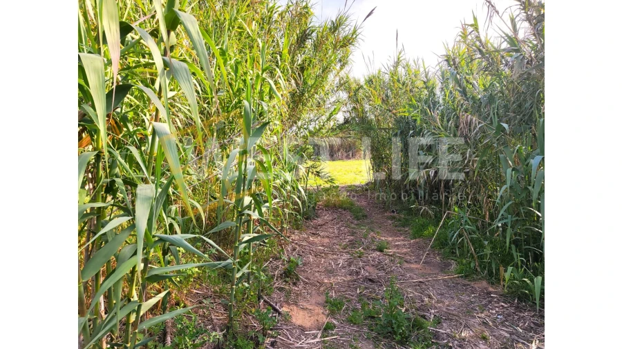 Terreno Agricola ou Rústico para Venda em Silveira Foto 2