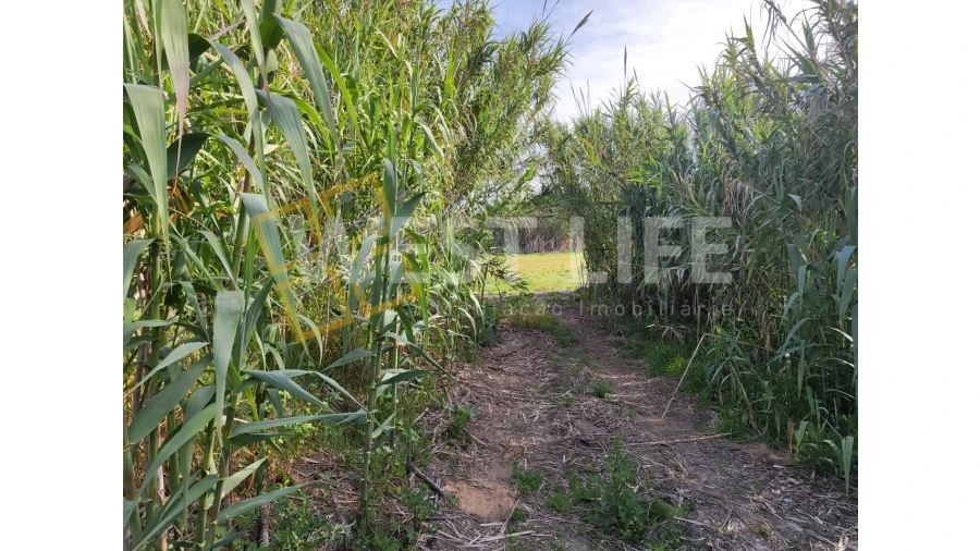Terreno Agricola ou Rústico para Venda em Silveira Foto 8