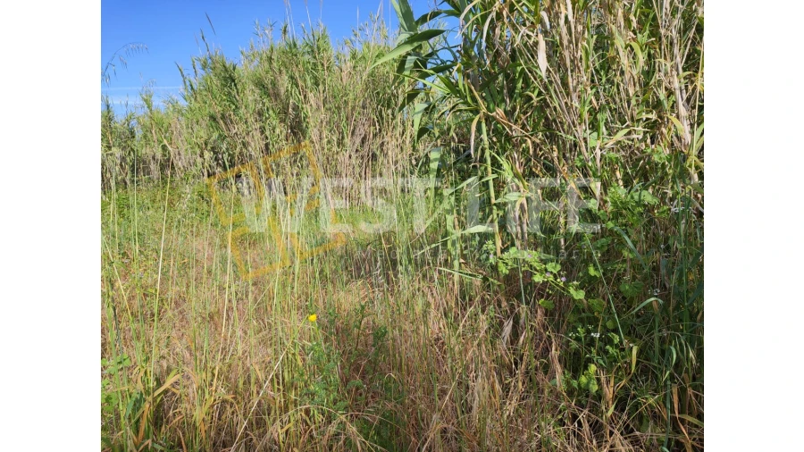 Terreno Agricola ou Rústico para Venda em Silveira Foto 12