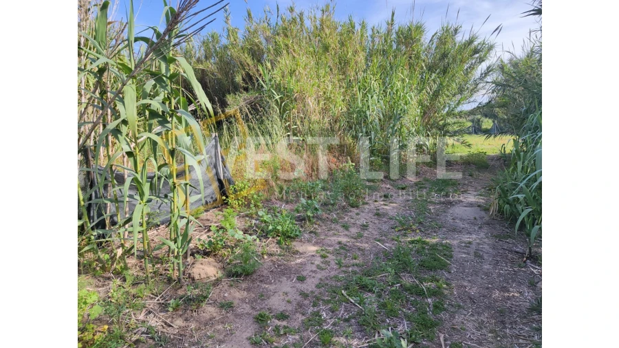 Terreno Agricola ou Rústico para Venda em Silveira Foto 14