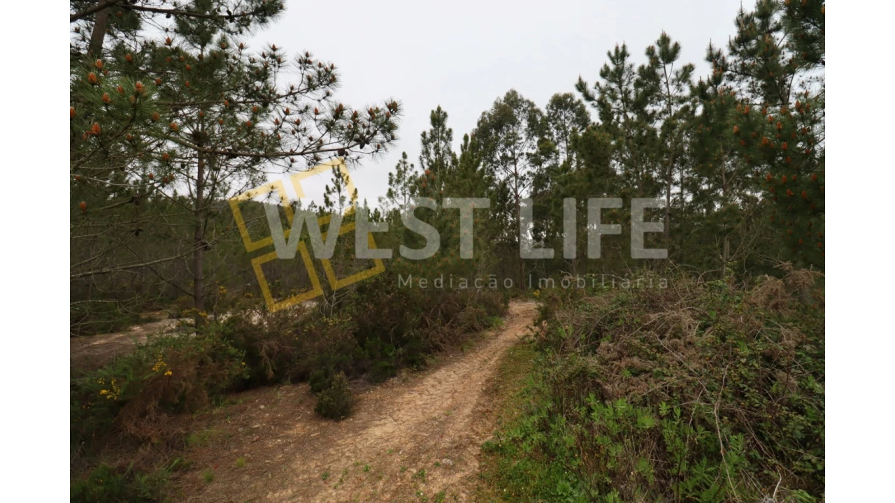 Terreno Agricola ou Rústico para Venda em Azueira e Sobral da Abelheira Foto 7