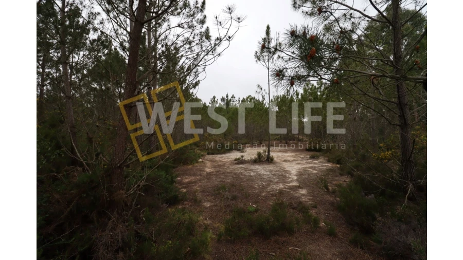 Terreno Agricola ou Rústico para Venda em Azueira e Sobral da Abelheira Foto 5
