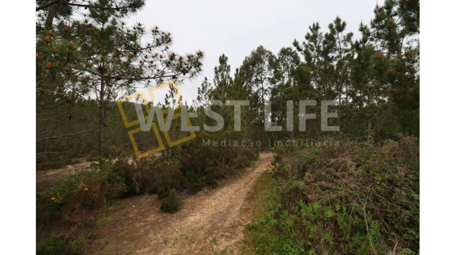 Terreno Agricola ou Rústico para Venda em Azueira e Sobral da Abelheira Foto 7