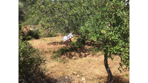 Terreno para Venda em São Bartolomeu de Messines