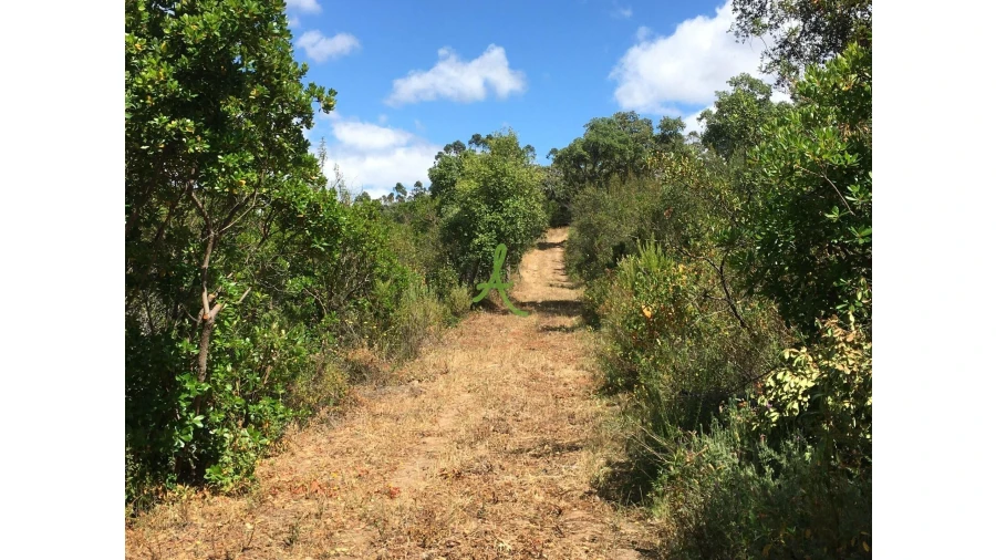 Terreno para Venda em São Bartolomeu de Messines Foto 25
