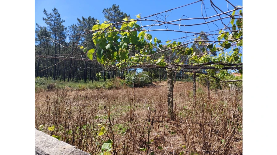 Terreno para Venda em Cristelo Foto 6