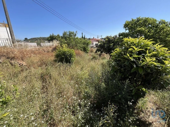 Terreno para Venda em Barão de São Miguel Foto 11