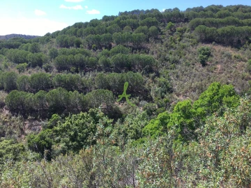 Terreno para Venda em São Bartolomeu de Messines