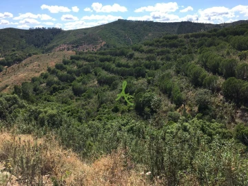 Terreno para Venda em São Bartolomeu de Messines