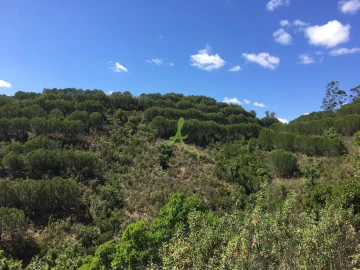 Terreno para Venda em São Bartolomeu de Messines