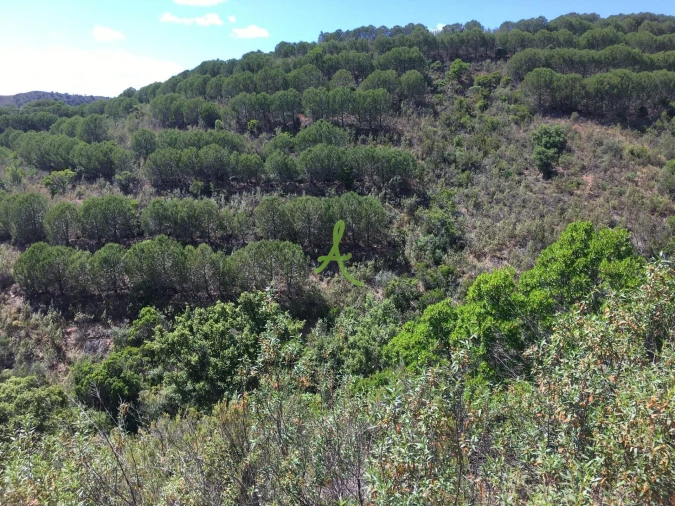 Terreno para Venda em São Bartolomeu de Messines Foto 10