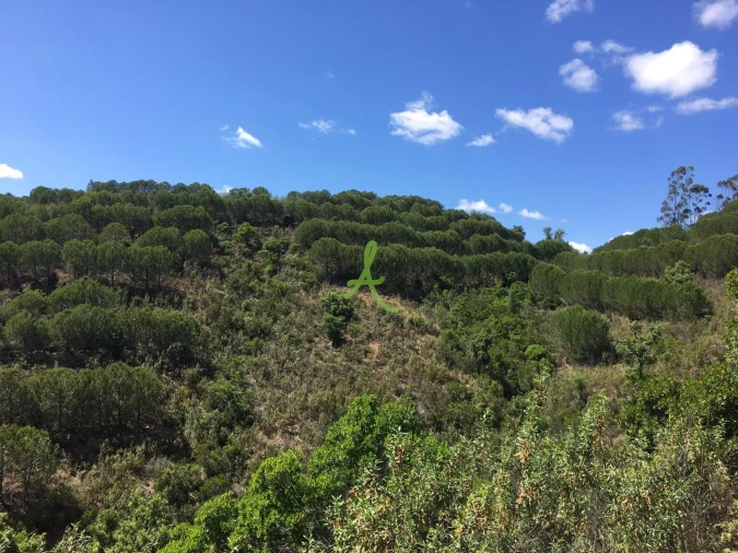 Terreno para Venda em São Bartolomeu de Messines Foto 9