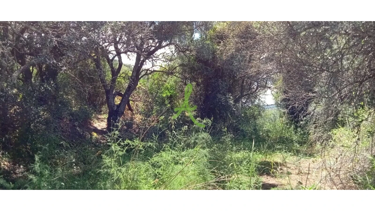 Terreno para Venda em São Bartolomeu de Messines Foto 6