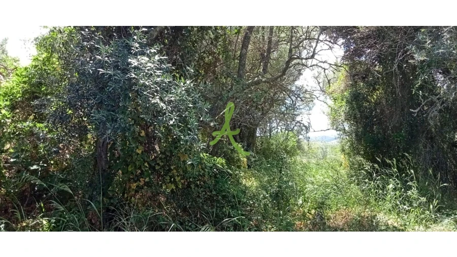 Terreno para Venda em São Bartolomeu de Messines Foto 7
