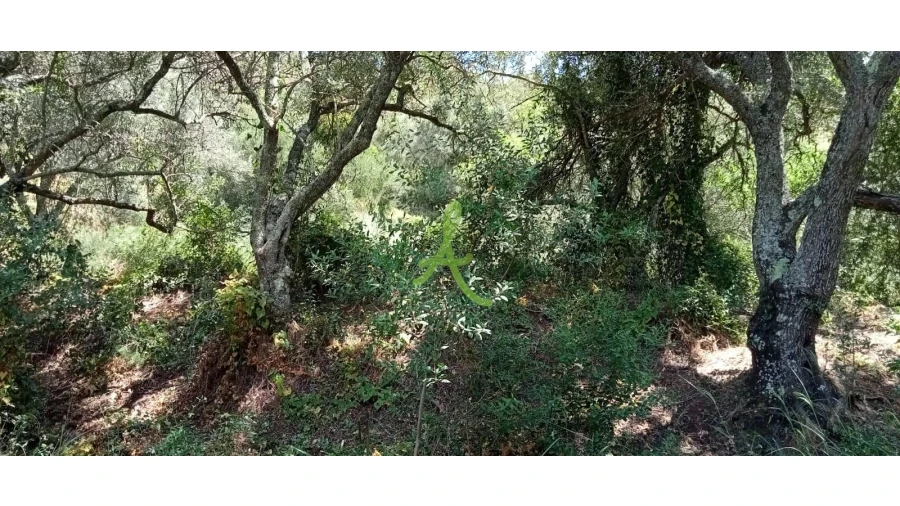 Terreno para Venda em São Bartolomeu de Messines Foto 5