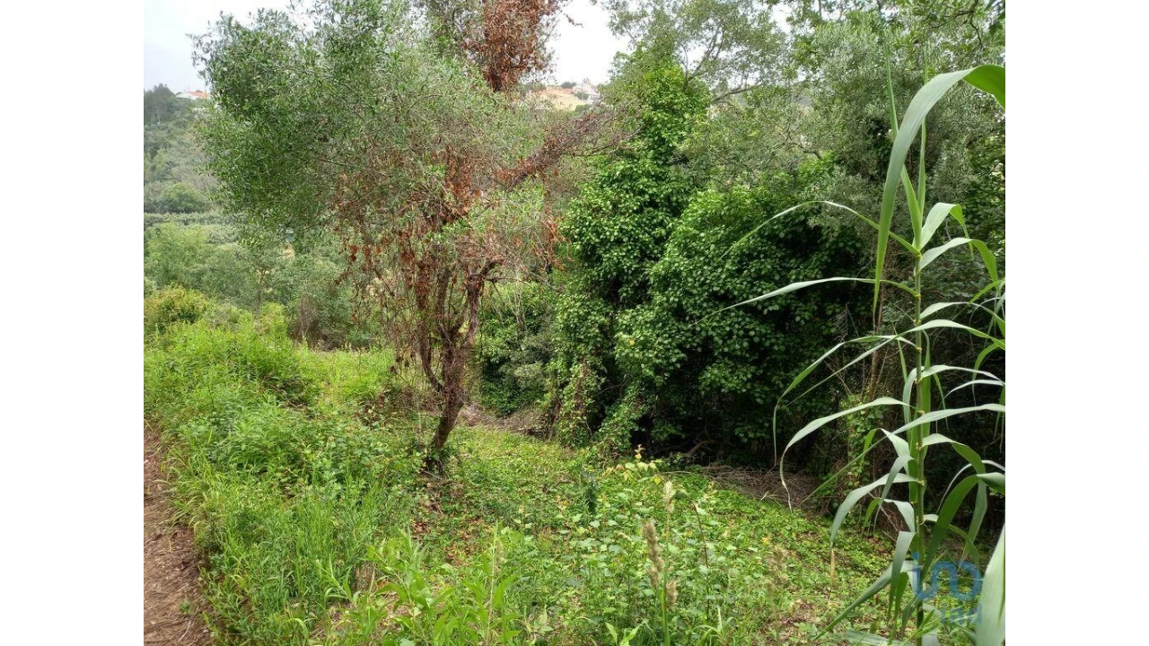 Terreno para Venda em Santo Isidoro Foto 8