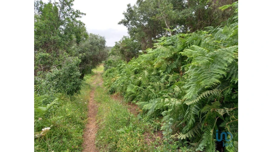 Terreno para Venda em Santo Isidoro Foto 3