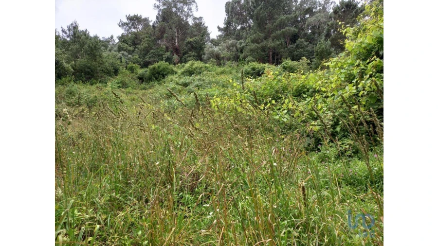 Terreno para Venda em Santo Isidoro Foto 10