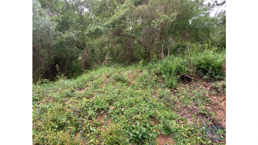 Terreno para Venda em Santo Isidoro Foto 9