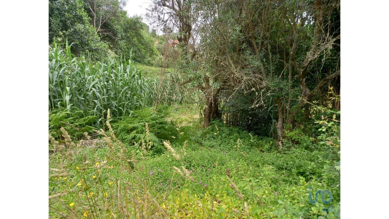 Terreno para Venda em Santo Isidoro Foto 4