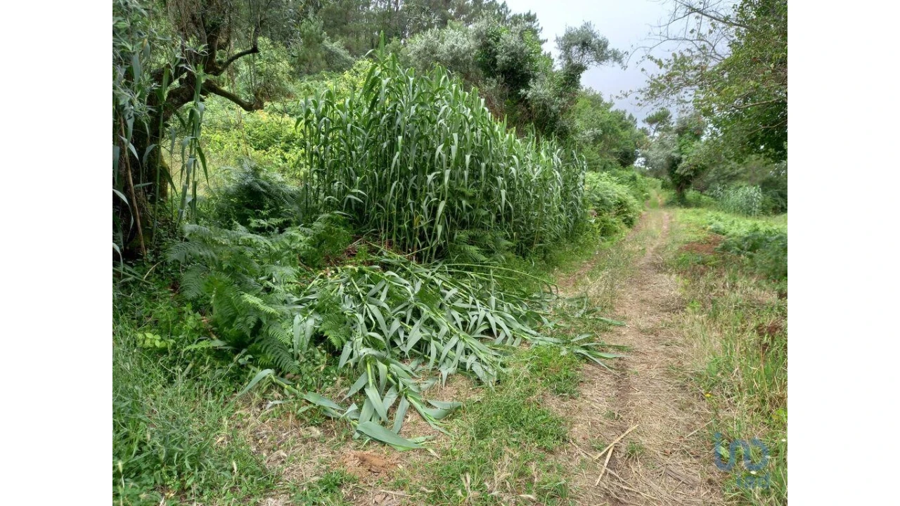 Terreno para Venda em Santo Isidoro Foto 2