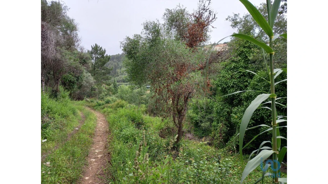 Terreno para Venda em Santo Isidoro Foto 7