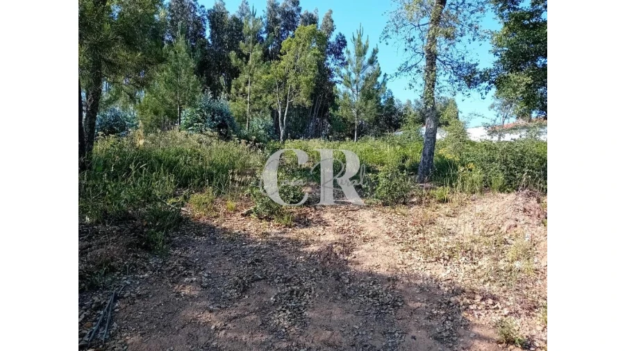 Terreno para Venda em Figueiró dos Vinhos e Bairradas Foto 3