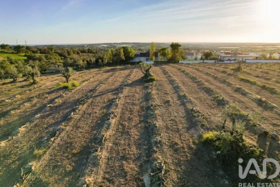 Terreno para Venda em Conceição e Estoi