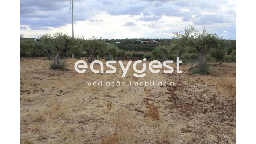 Terreno Agricola ou Rústico para Venda em Serpa (Salvador e Santa Maria) Foto 8