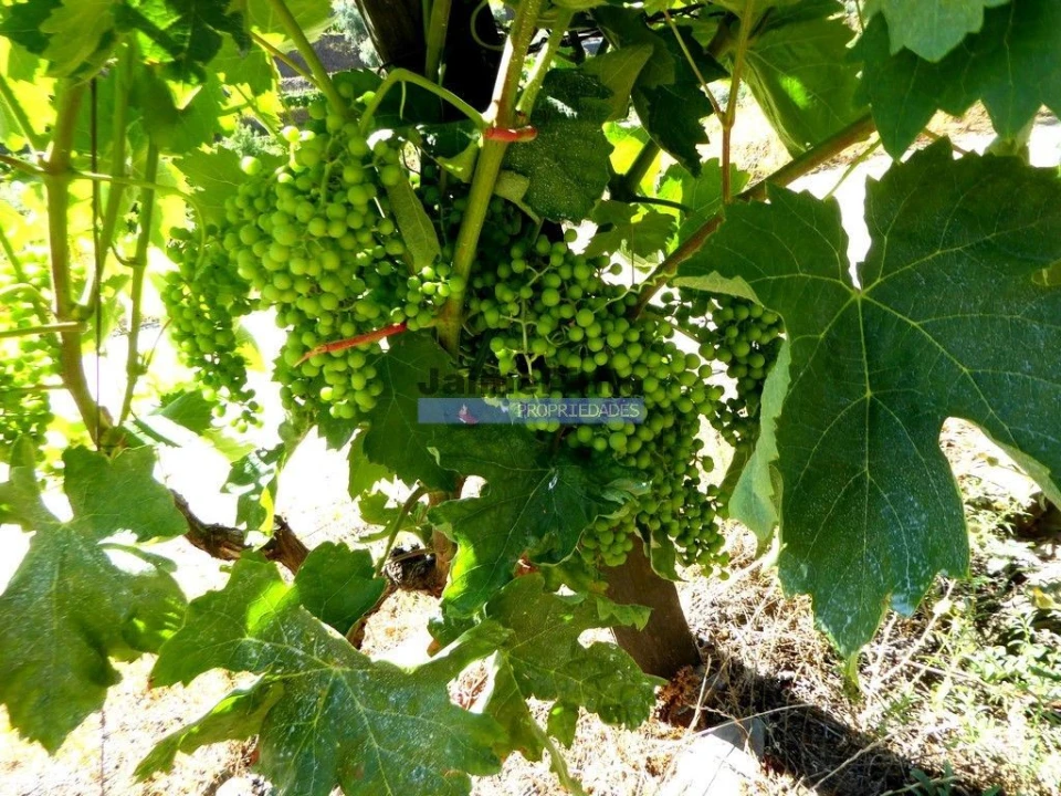 Quinta T0 para Venda em Pinhão Foto 3