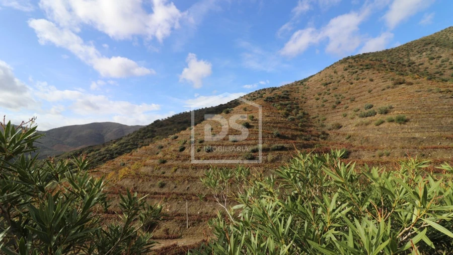 Quinta T
     para Venda em Lousa Foto 12