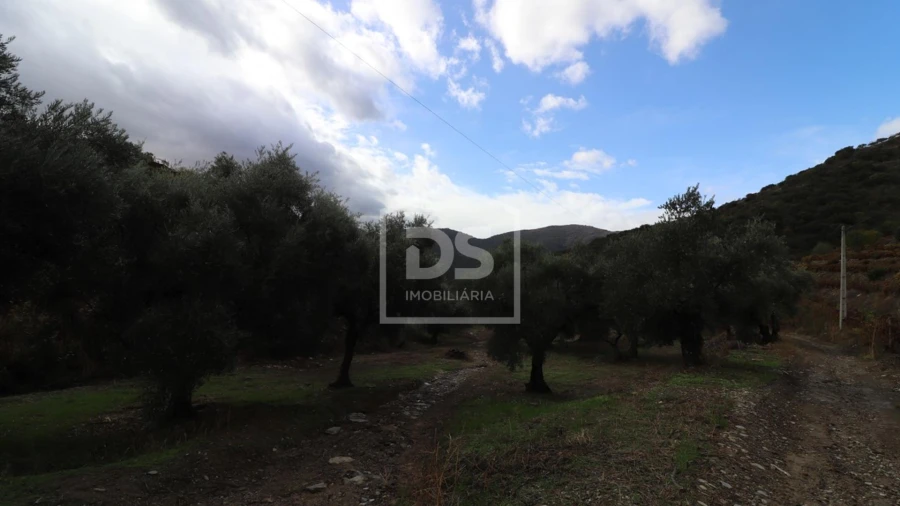 Quinta T
     para Venda em Lousa Foto 17