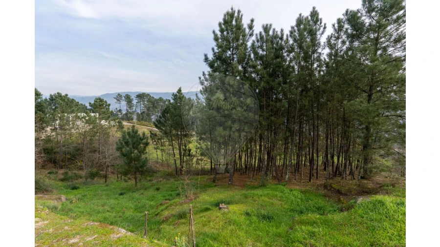 Terreno para Venda em Várzea, Aliviada e Folhada Foto 14